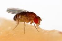 Drosophila Incubators For Fruit Fly Research