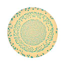  Colony counting - Circle