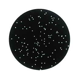 Colony counting - en masse and surface