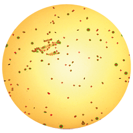 Colony Counting - 150 mm diameter